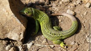 Lézard vert occidental