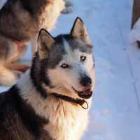 Chiens de traineau dans le massif Mézenc Gerbier