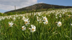 Champ de narcisses