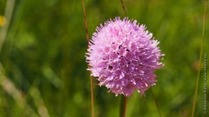 Orchis globuleux