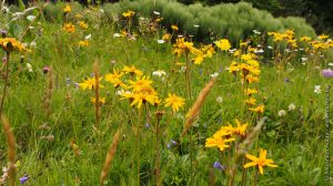 Arnica des montagnes