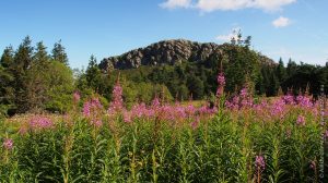 Epilobes en épi