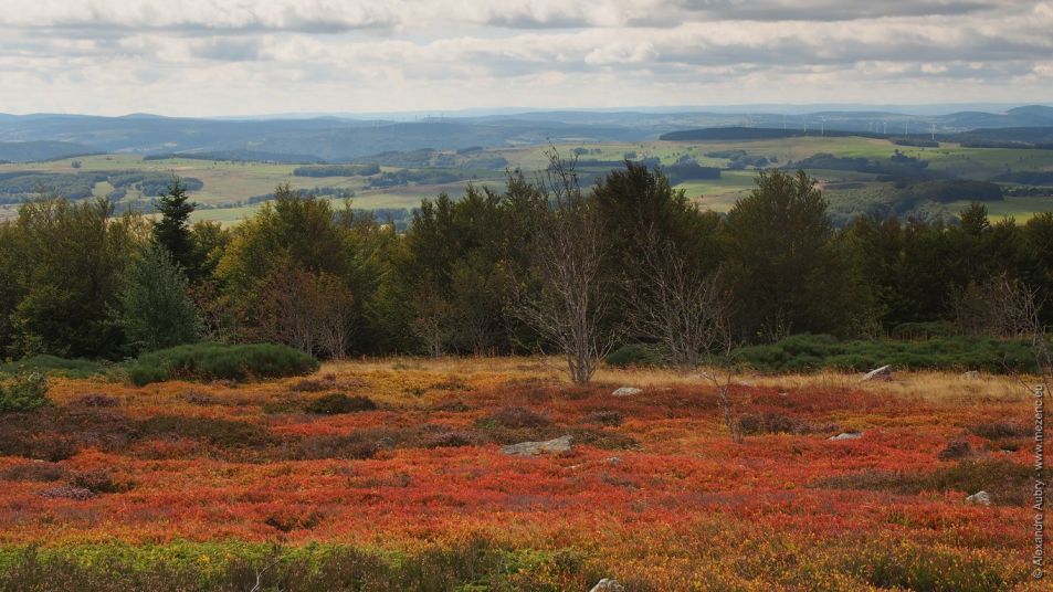 Landes de myrtilles vers le Suc de Lekous