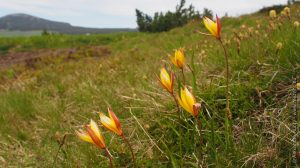 Tulipes australes