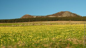 Champ de jonquilles