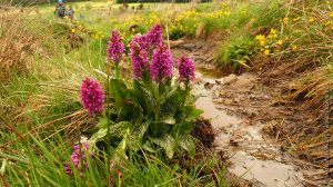 Orchis tacheté