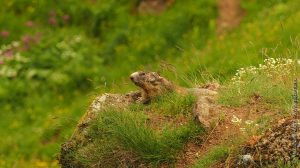 Marmotte du Mézenc