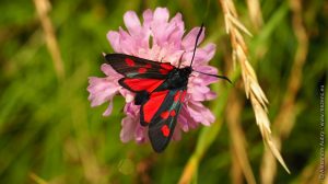 Papillon zygène