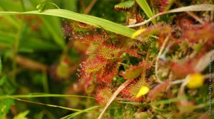 Drosera à feuilles rondes