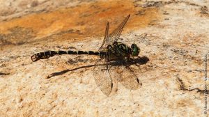 Libellule Onychogomphus forcipatus