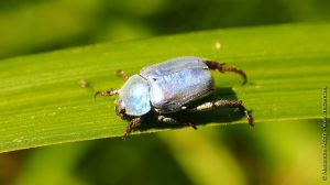 Coléoptère - Hoplie bleue