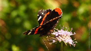 Papillon vulcain