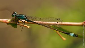 Demoiselle