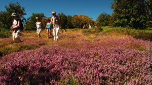 Randonnée au Rocher du Cheylard au milieu de la bruyère callune